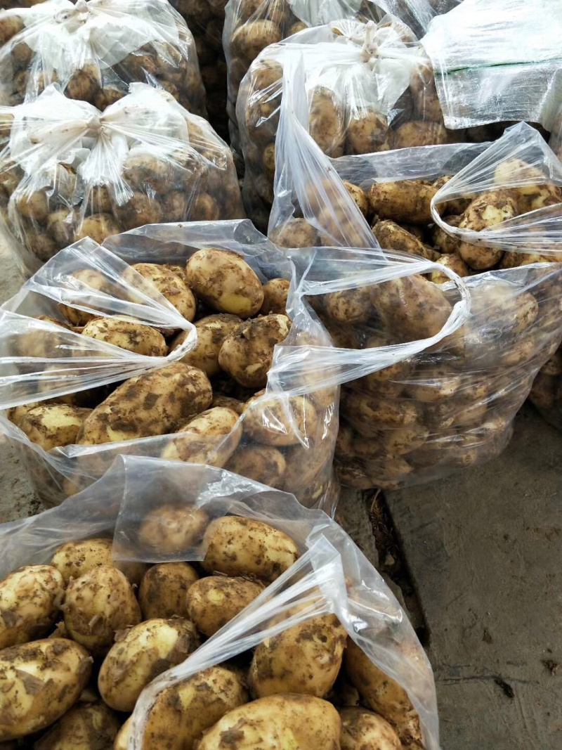 大西洋沃土五号土豆早大白兴佳种著提供新鲜土豆