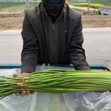 红帽蒜薹精品蒜苔热卖中一吨起批常年代发各地市场