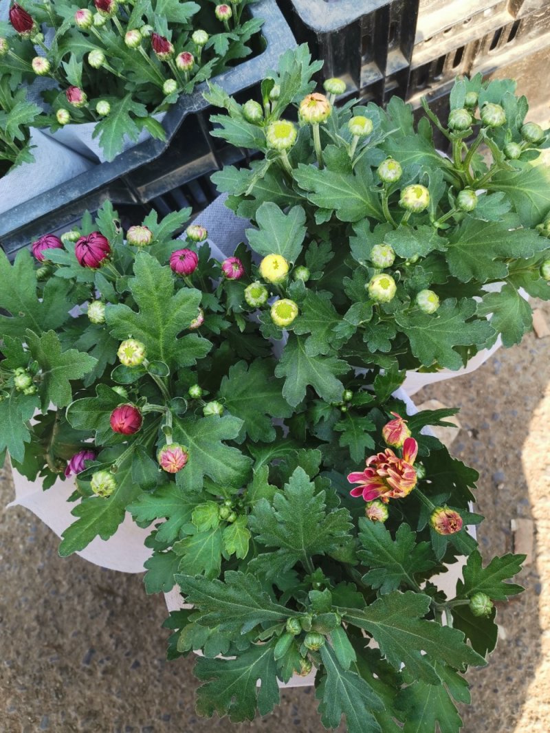 荷兰菊基地直发