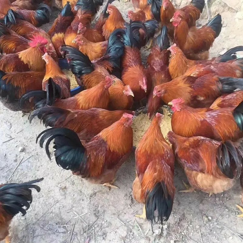 改良快大型红药九斤黄K9青脚黄脚土鸡受精种蛋孵化蛋