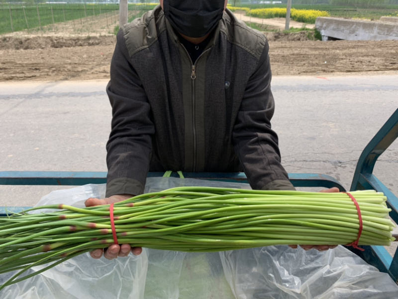 金乡蒜薹代发各地市场专业储存精品蒜苔加工