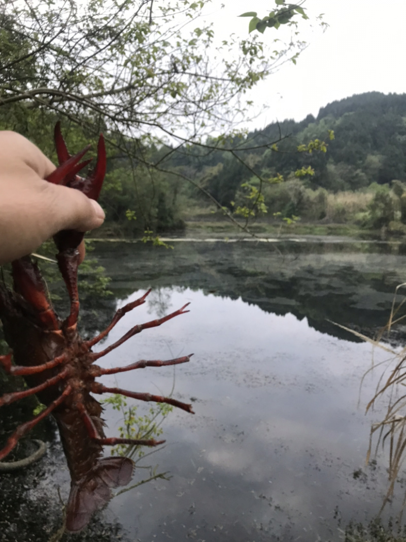 出售本地小龙虾