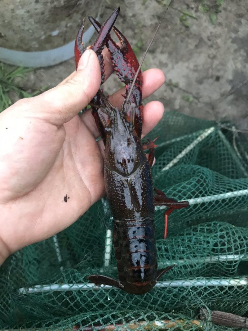 出售本地小龙虾