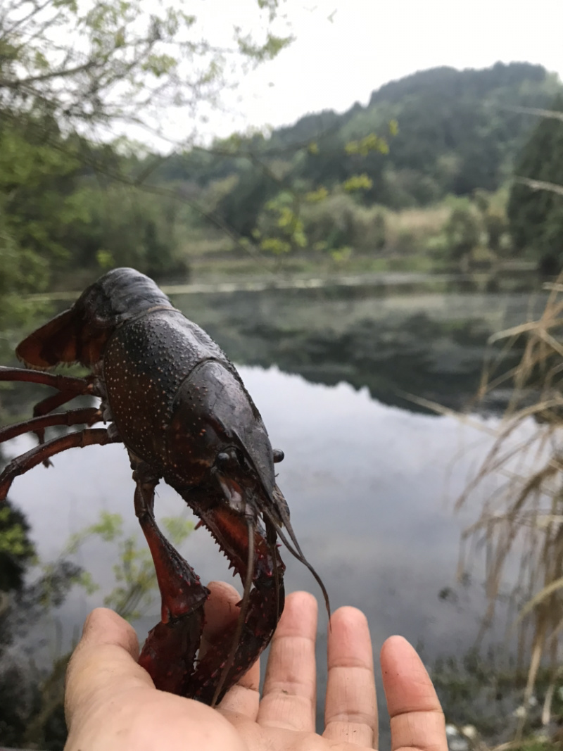 出售本地小龙虾