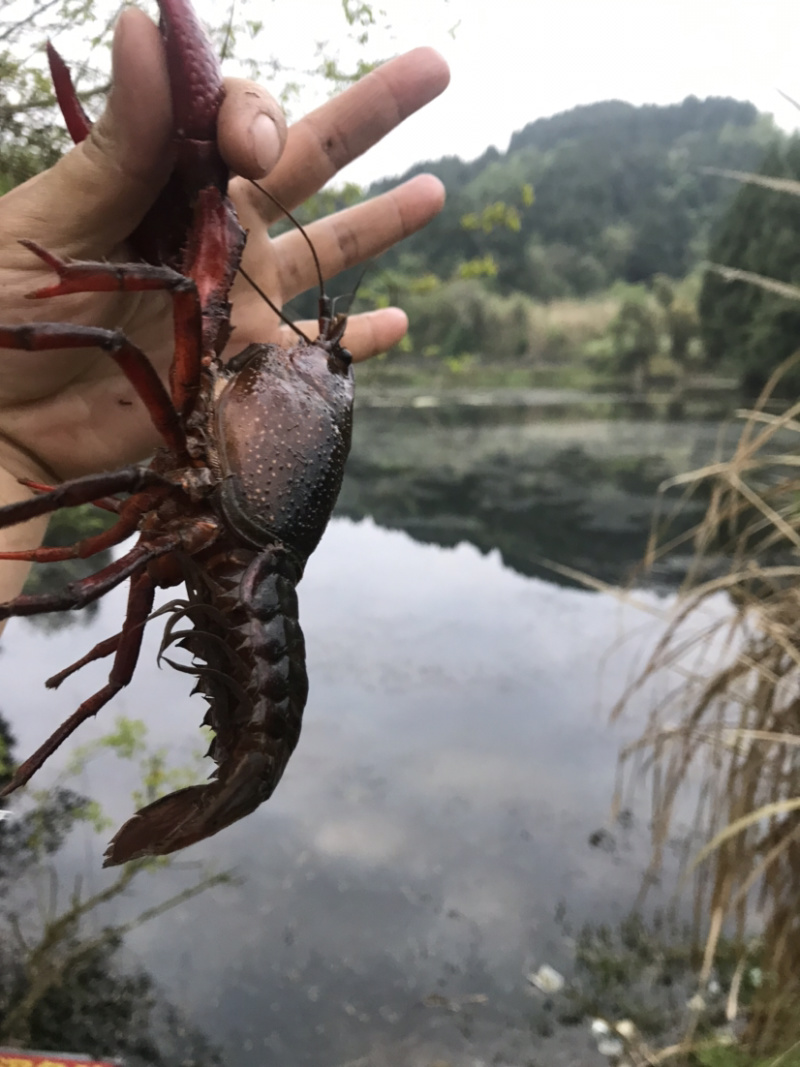 出售本地小龙虾