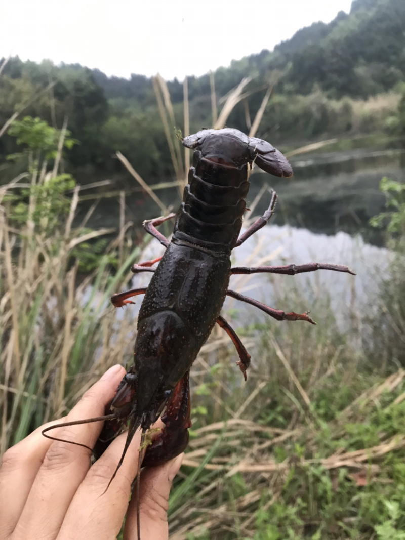 出售本地小龙虾