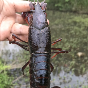 出售本地小龙虾