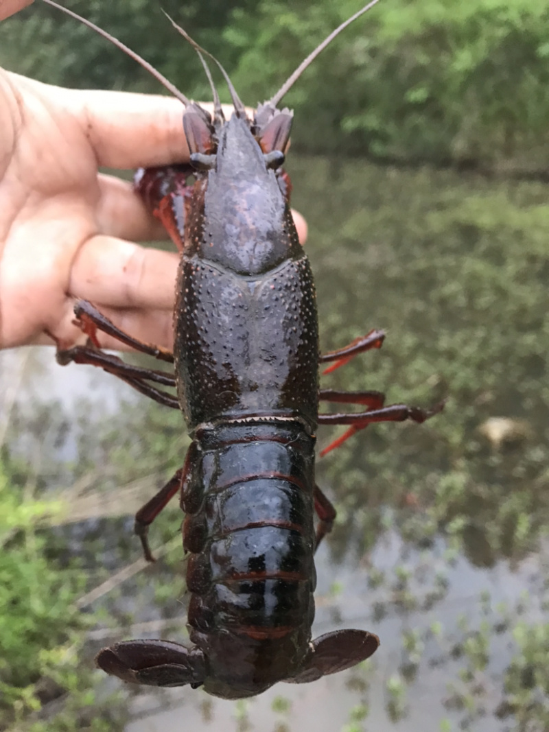 出售本地小龙虾