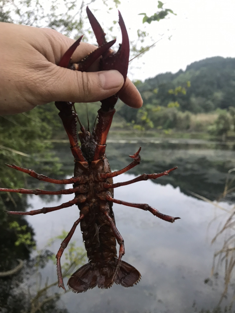 出售本地小龙虾