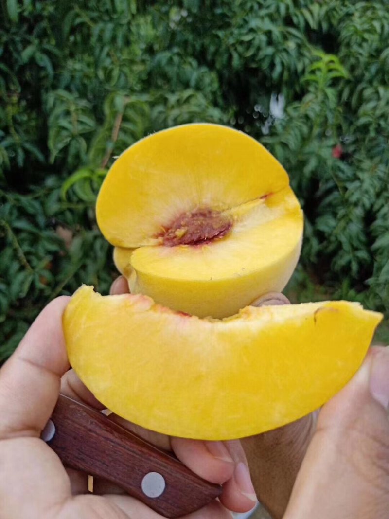 黄金蟠桃黄桃水蜜桃油蟠桃，新鲜采摘，果园直发