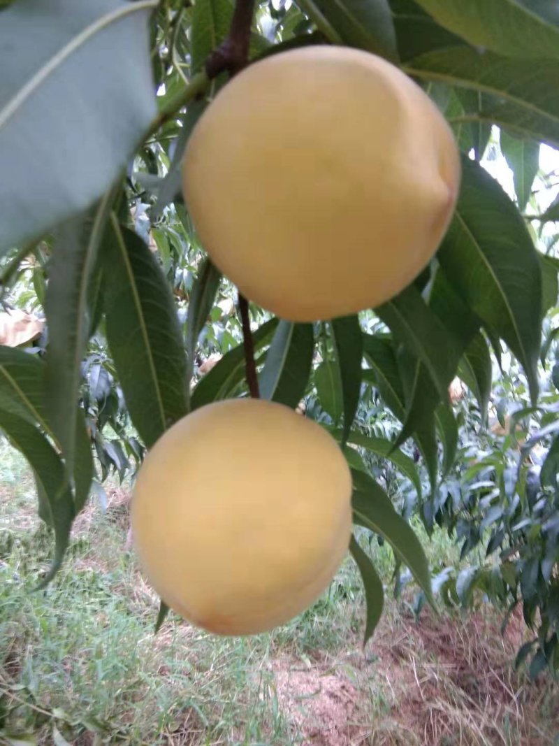 黄金蟠桃黄桃水蜜桃油蟠桃，新鲜采摘，果园直发