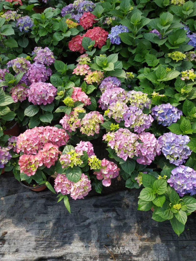 绣球，盆景绣球，绿化绣球，花色全基地直销，规格齐全，