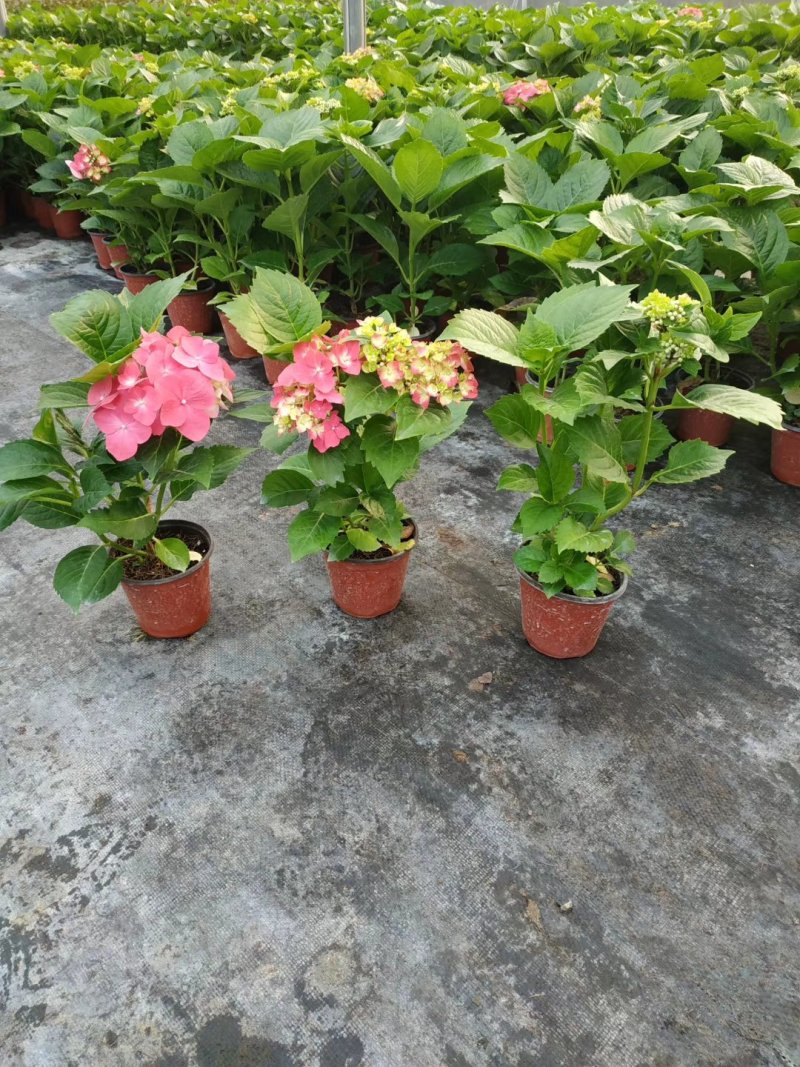 绣球，盆景绣球，绿化绣球，花色全基地直销，规格齐全，