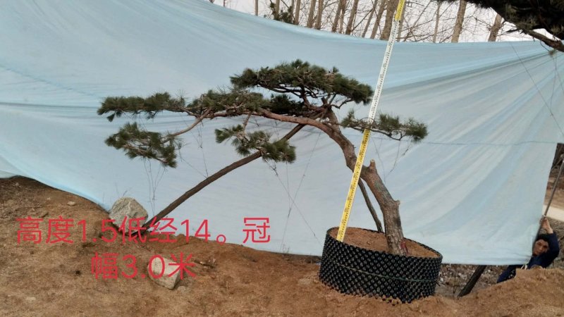 造型景观松