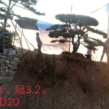 造型景观松