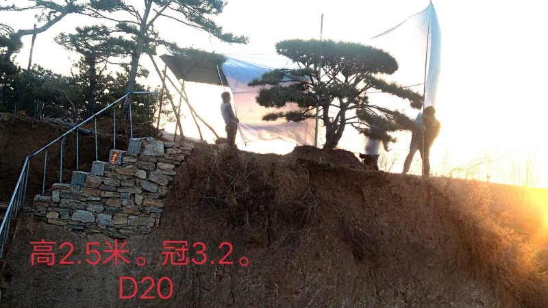 造型景观松