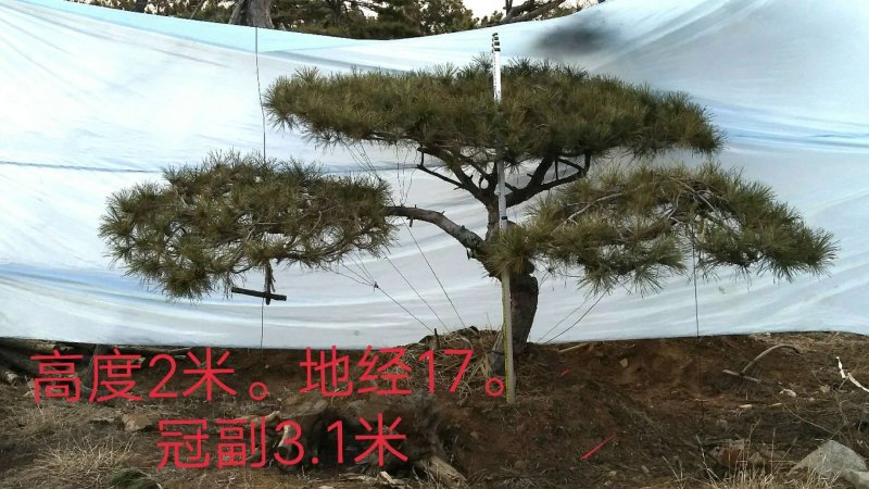 造型景观松