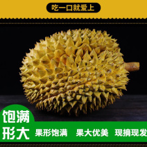 金枕头榴莲中泰铁路边境云南直发