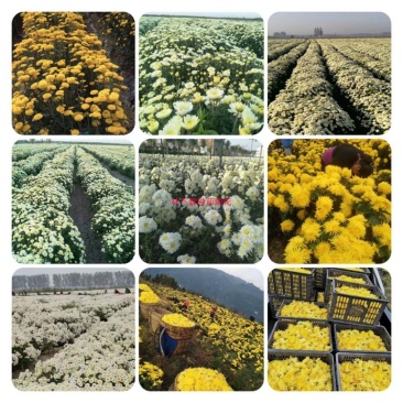 菊花苗、金丝皇菊、苏北菊、杭白菊、药菊、北京菊批发价供应