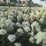 菊花苗、金丝皇菊、苏北菊、杭白菊、药菊、北京菊批发价供应
