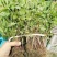 菊花苗、金丝皇菊、苏北菊、杭白菊、药菊、北京菊批发价供应