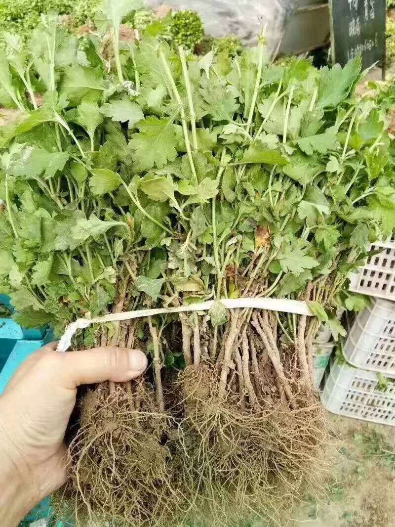 菊花苗、金丝皇菊、苏北菊、杭白菊、药菊、北京菊批发价供应