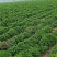 菊花苗、金丝皇菊、苏北菊、杭白菊、药菊、北京菊批发价供应