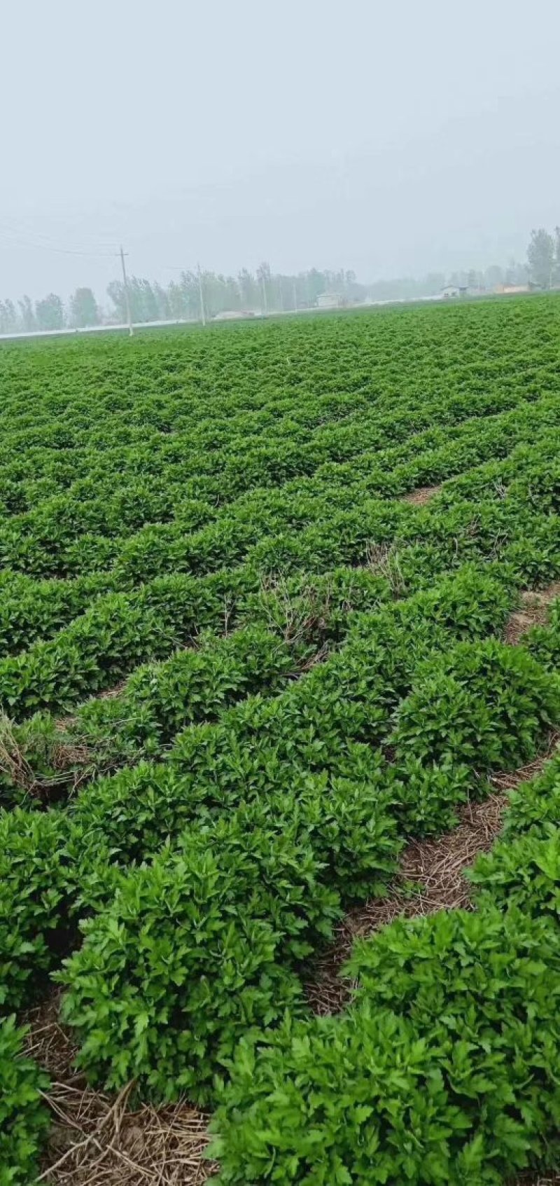 菊花苗、金丝皇菊、苏北菊、杭白菊、药菊、北京菊批发价供应