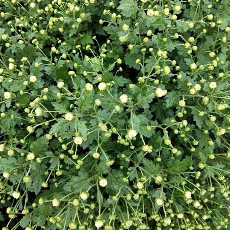 菊花苗、金丝皇菊、苏北菊、杭白菊、药菊、北京菊批发价供应
