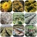 菊花苗、金丝皇菊、苏北菊、杭白菊、药菊、北京菊批发价供应