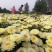 菊花苗、金丝皇菊、苏北菊、杭白菊、药菊、北京菊批发价供应