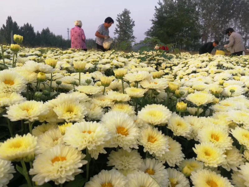 菊花苗、金丝皇菊、苏北菊、杭白菊、药菊、北京菊批发价供应
