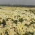 菊花苗、金丝皇菊、苏北菊、杭白菊、药菊、北京菊批发价供应