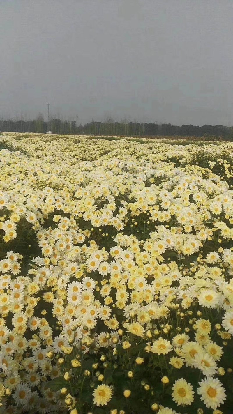 菊花苗、金丝皇菊、苏北菊、杭白菊、药菊、北京菊批发价供应