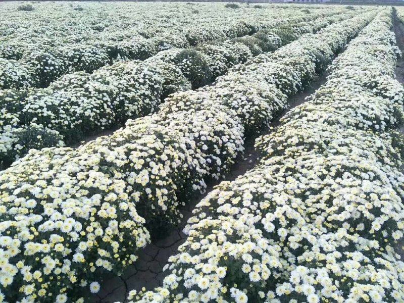 菊花苗、金丝皇菊、苏北菊、杭白菊、药菊、北京菊批发价供应