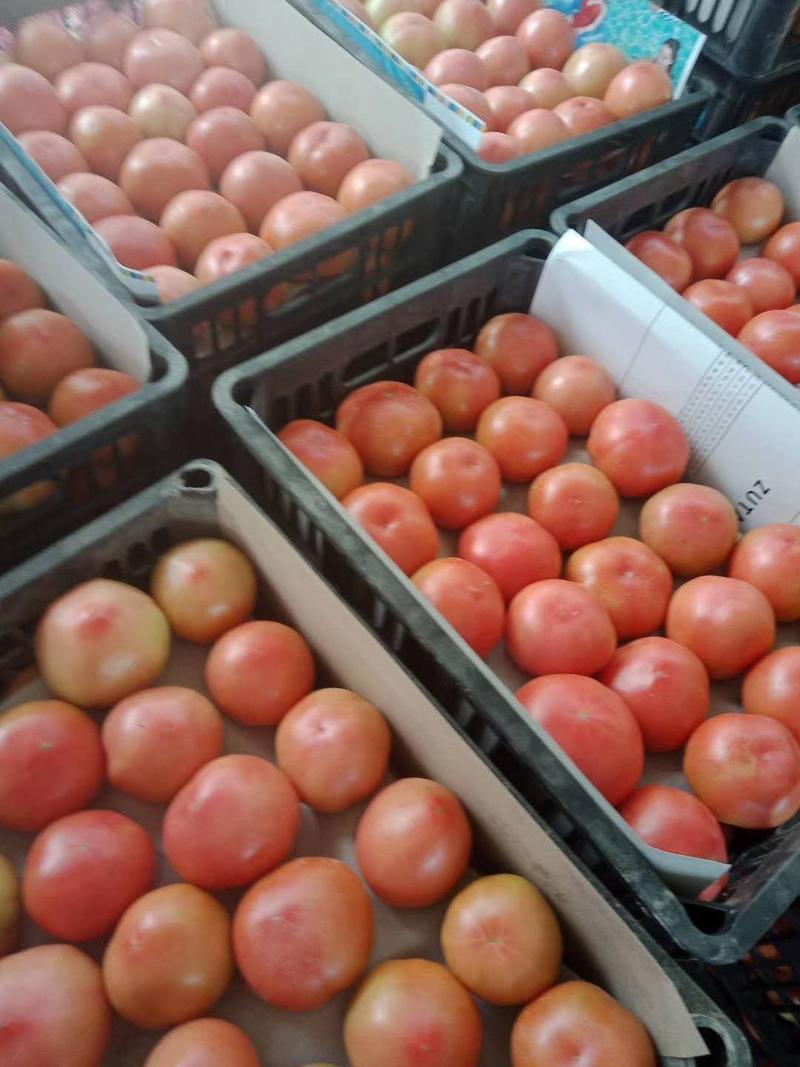 大红西红柿，皮厚耐运输。适合各大批发市场，超市！