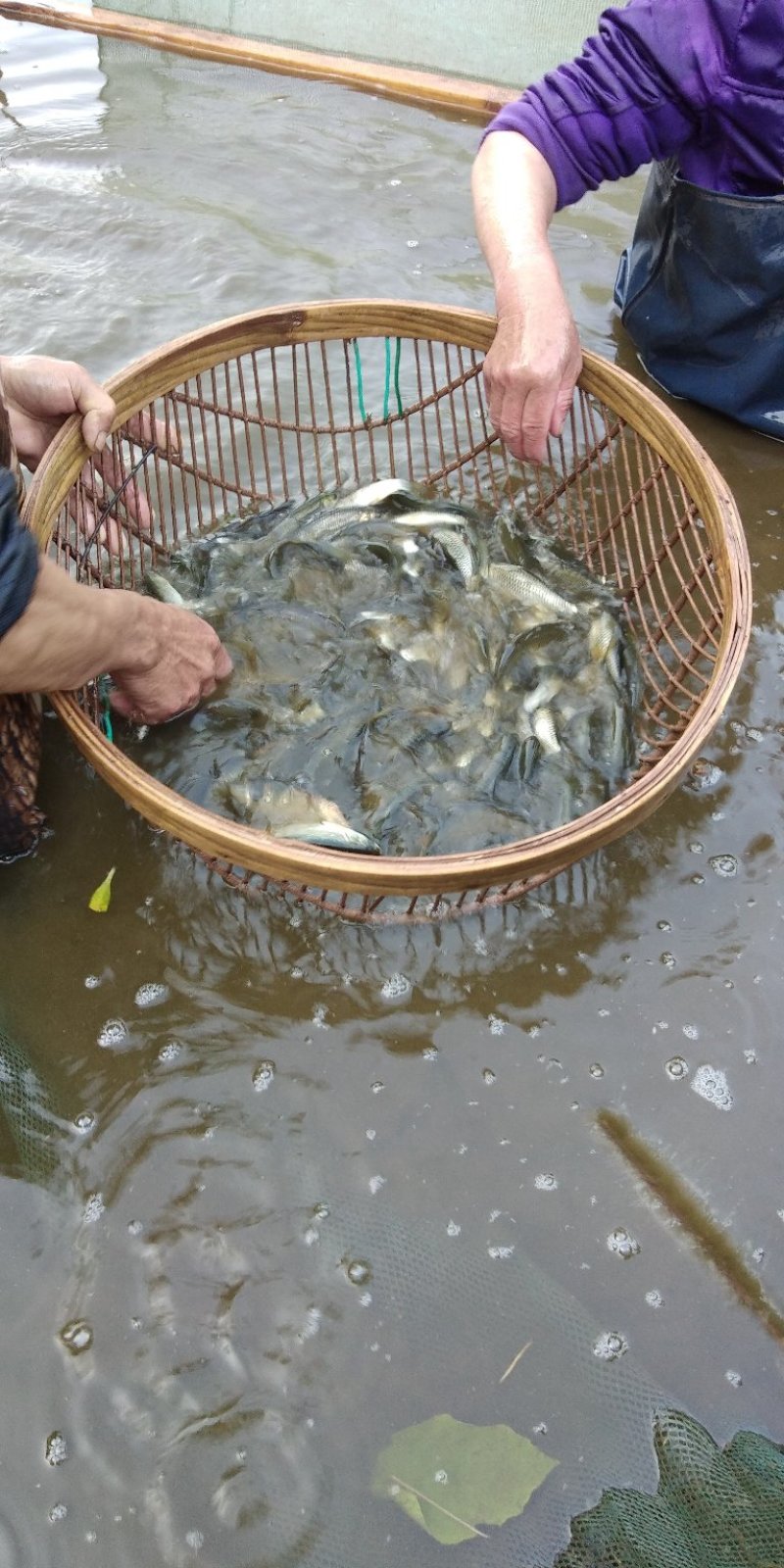 草鱼苗各种精品鱼，大量出售，提供技术，包送货上门