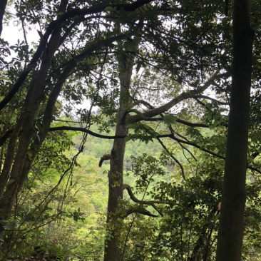野生香樟树大树