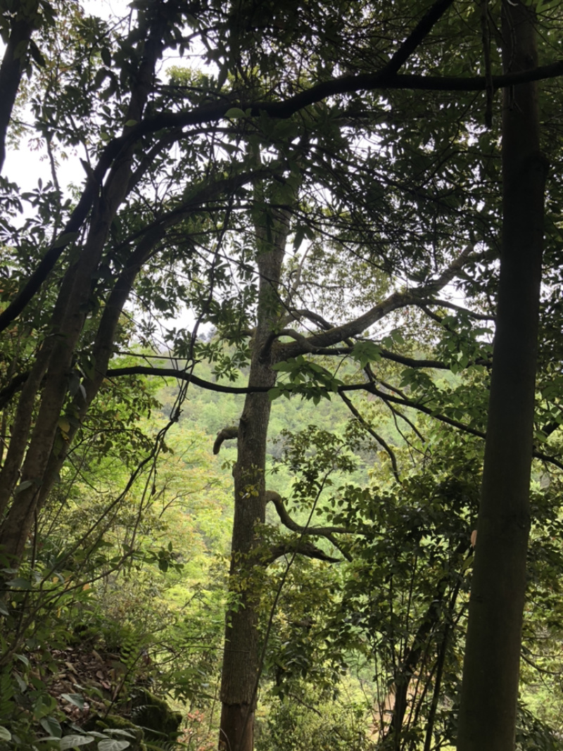 野生香樟树大树