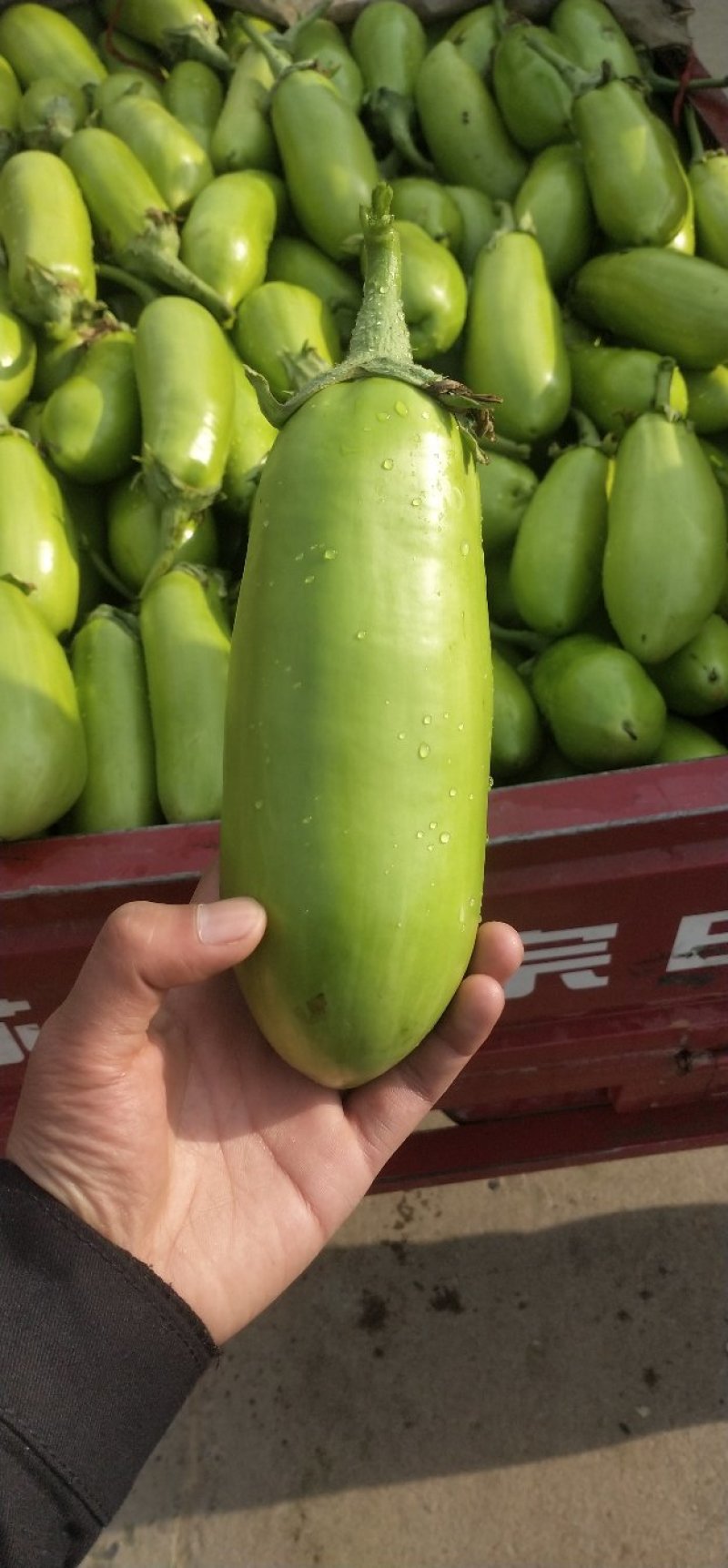 河南新野县青茄，产地直供，质优价廉，大棚茄子，可视频