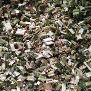 中药材益母草片益母草中草