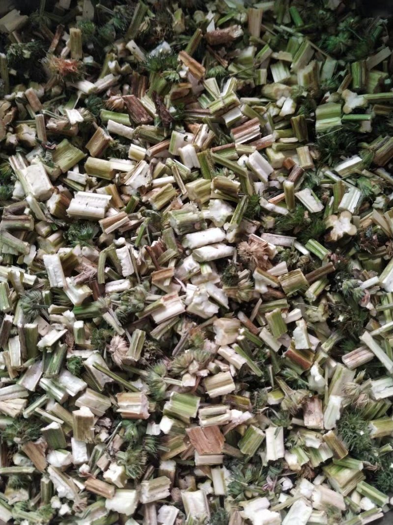 中药材益母草片益母草中草