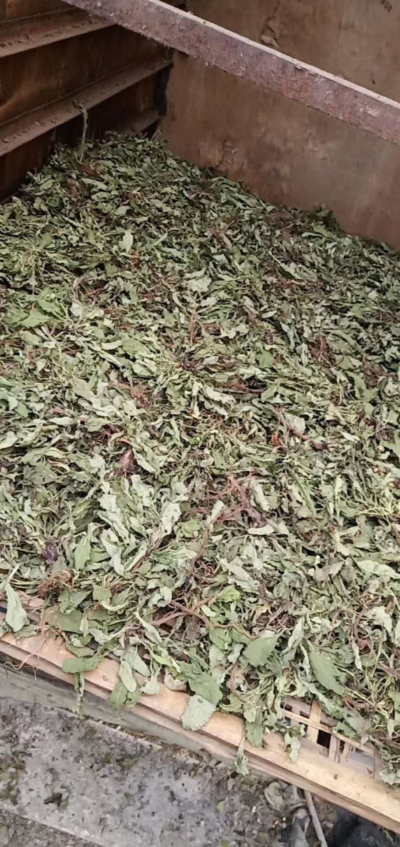 癞蛤蟆草野生包邮一一手选色青味浓批发零售产地直发一手货源