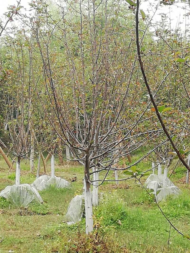 埀丝海棠