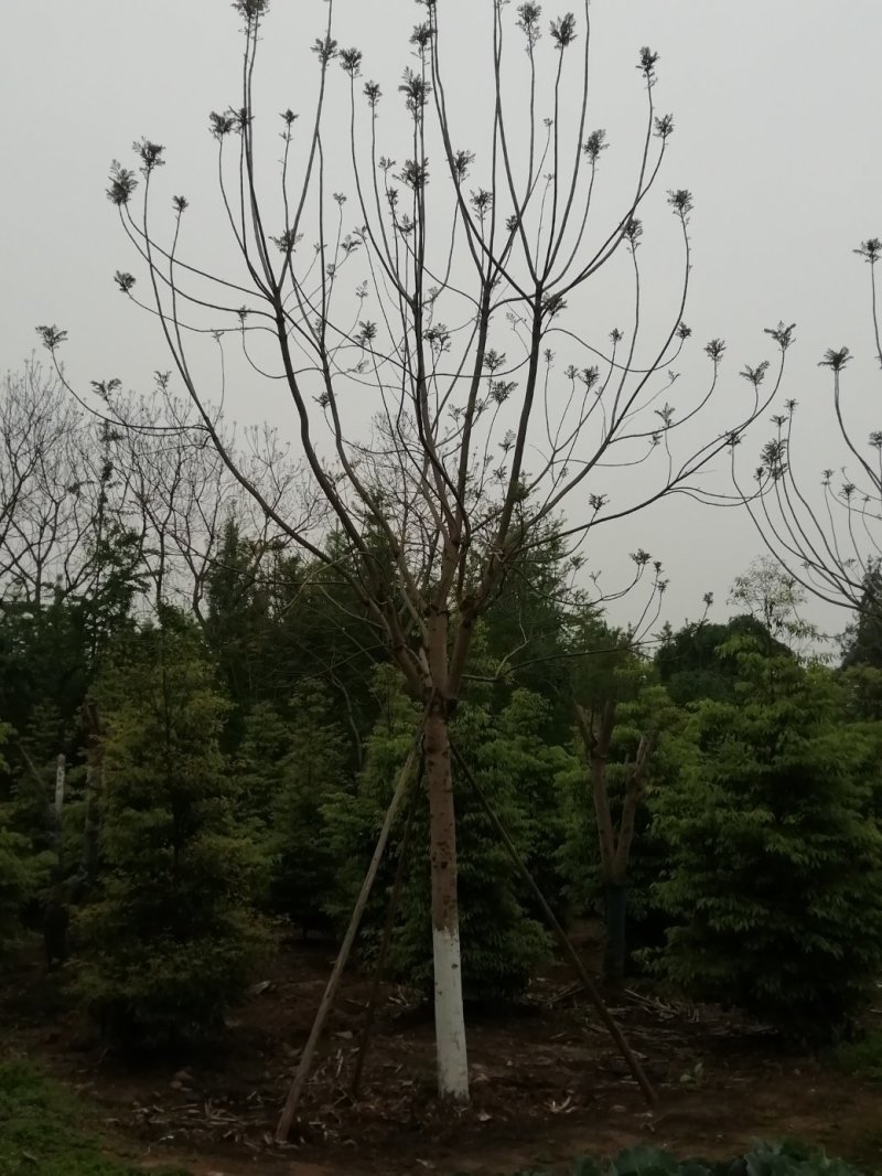 蓝花楹