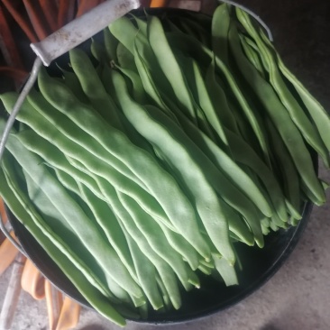 扁青芸豆