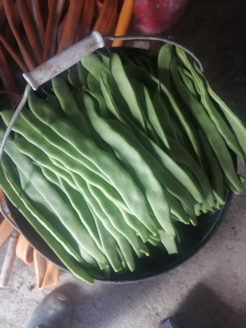扁青芸豆