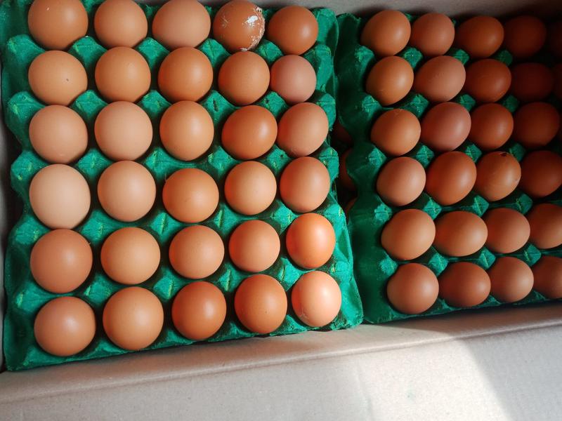 鸡蛋红壳鸡蛋仅发云贵川广西48小时内发货极速退款