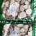 中药材白芷白芷片白芷农产品