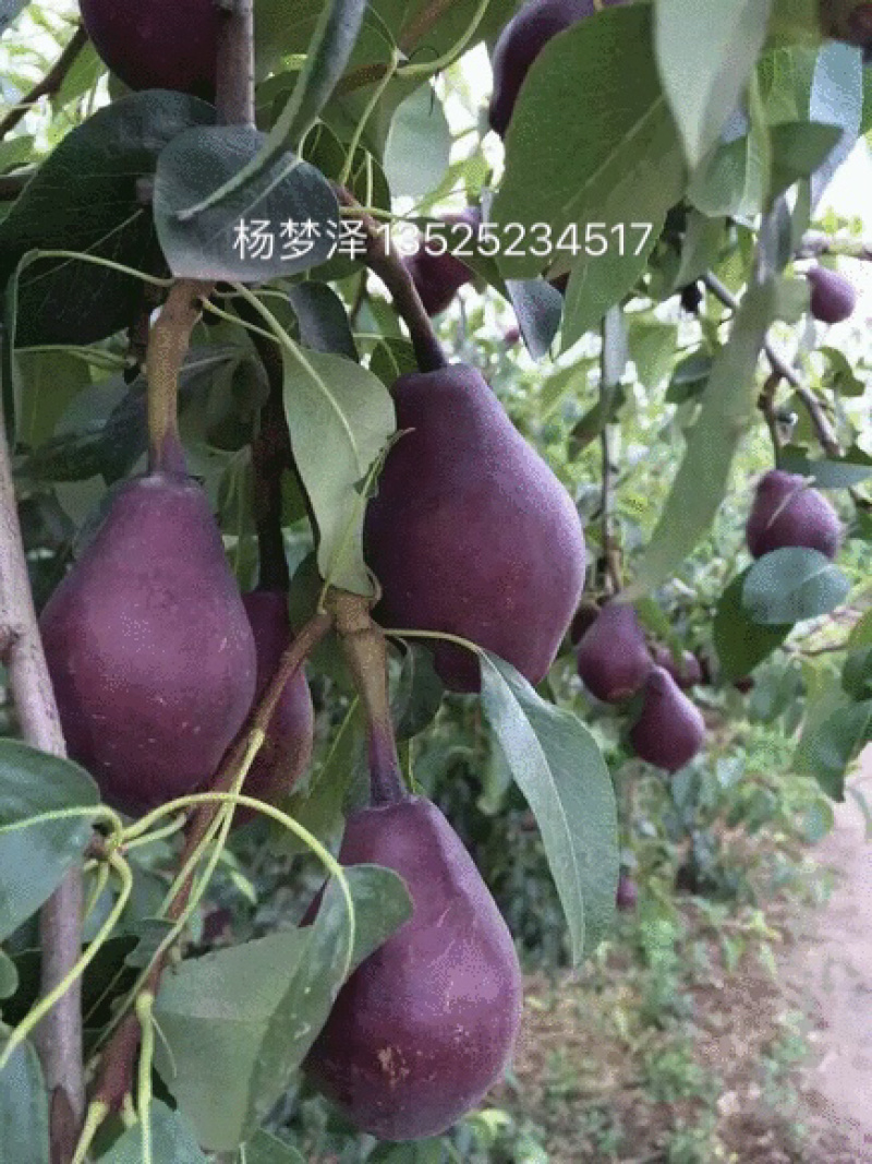 河南精品红啤梨，洋梨茄梨，考蜜斯梨，红巴梨产地直发